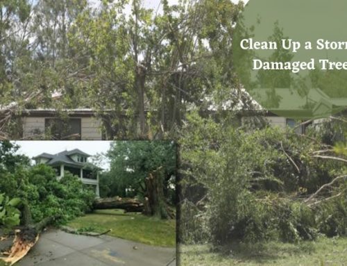 How Do You Clean Up a Storm Damaged Tree?